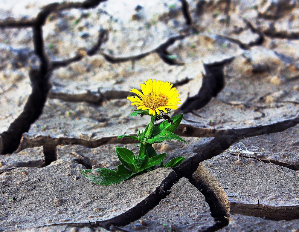 Daily Celestial power of Muladhara