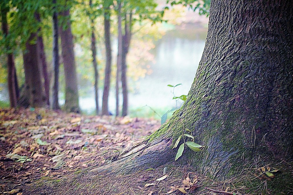 Knowledge from nature