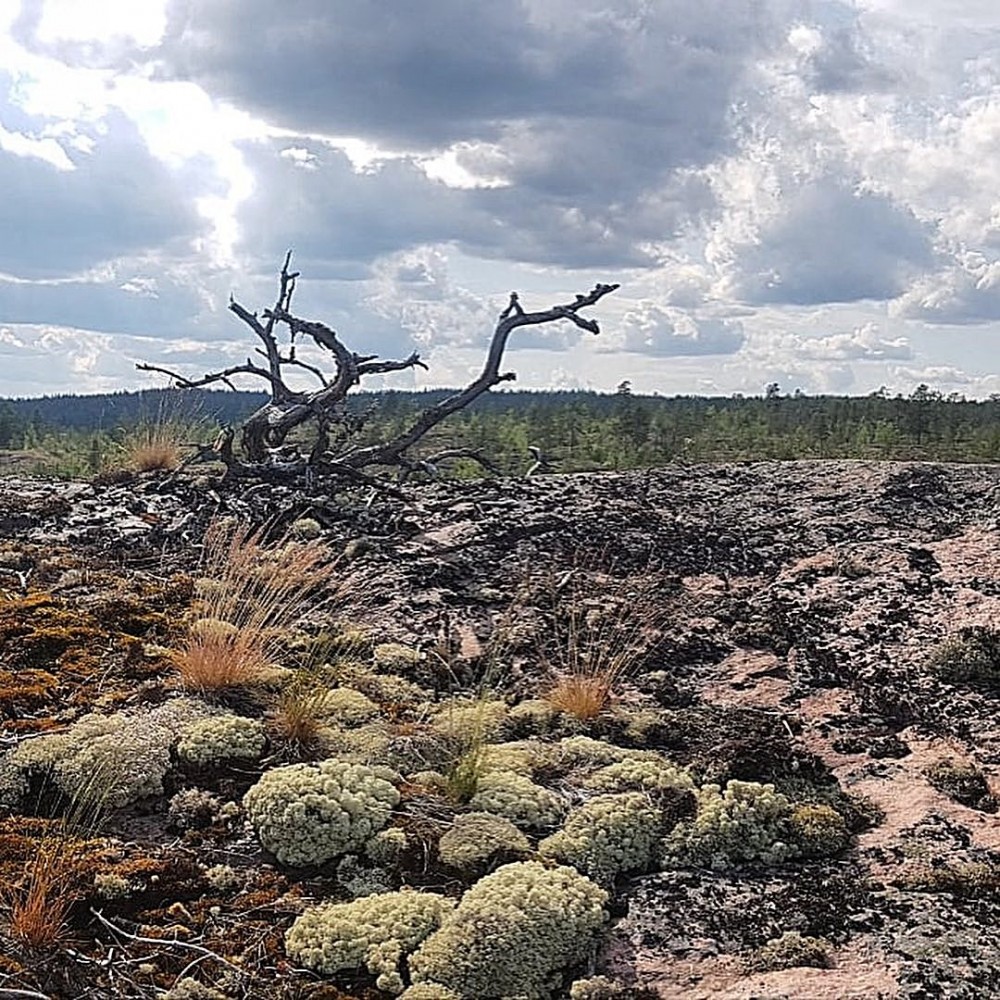 Conquer yourself with Daily Celestial